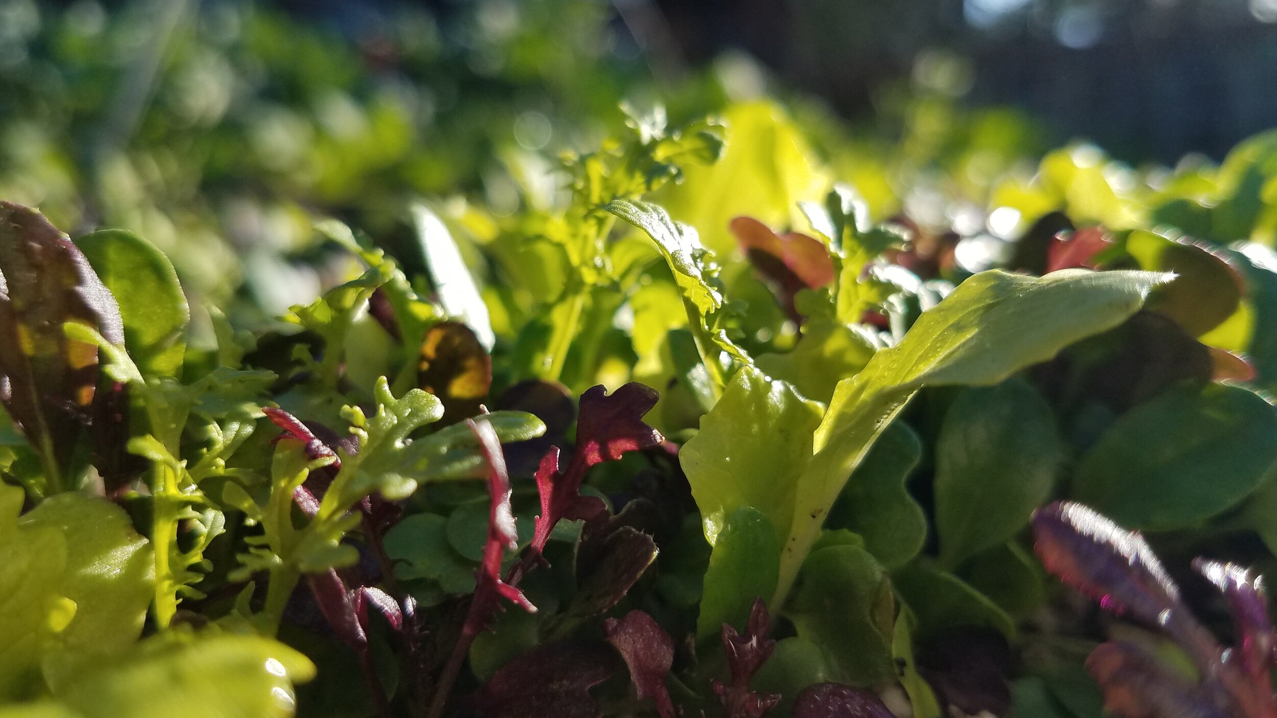 Close-up view of vibrant green and red leafy greens, showcasing fresh lettuce varieties in a garden setting, illuminated by sunlight. Ideal for highlighting organic gardening or healthy eating.