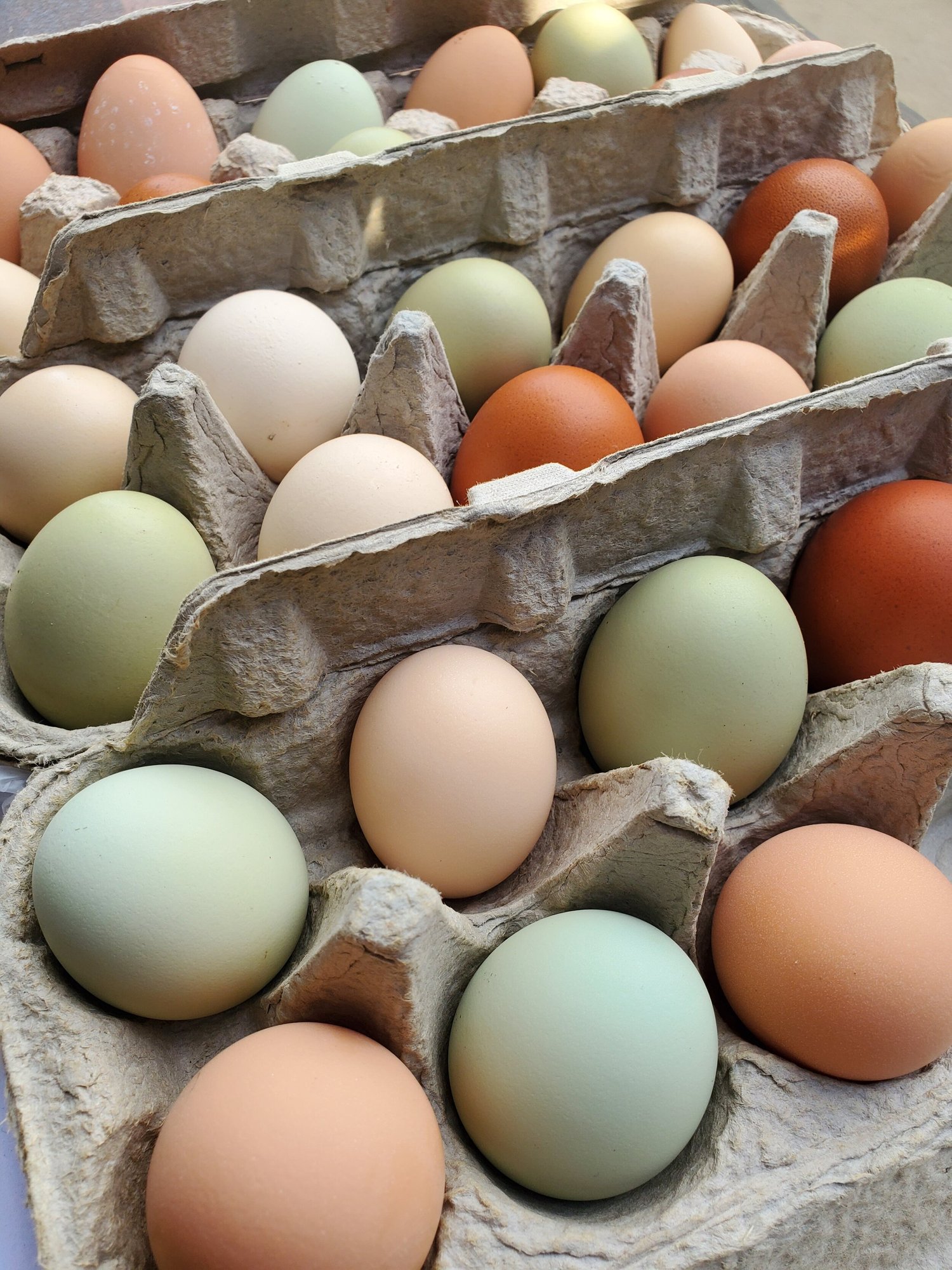 Dervaes+Institute+-+20210111_095209 Freshly collected eggs in various colors, including brown, green, and cream, arranged in cardboard egg cartons. Ideal for farm-to-table cooking and showcasing diverse egg varieties.
