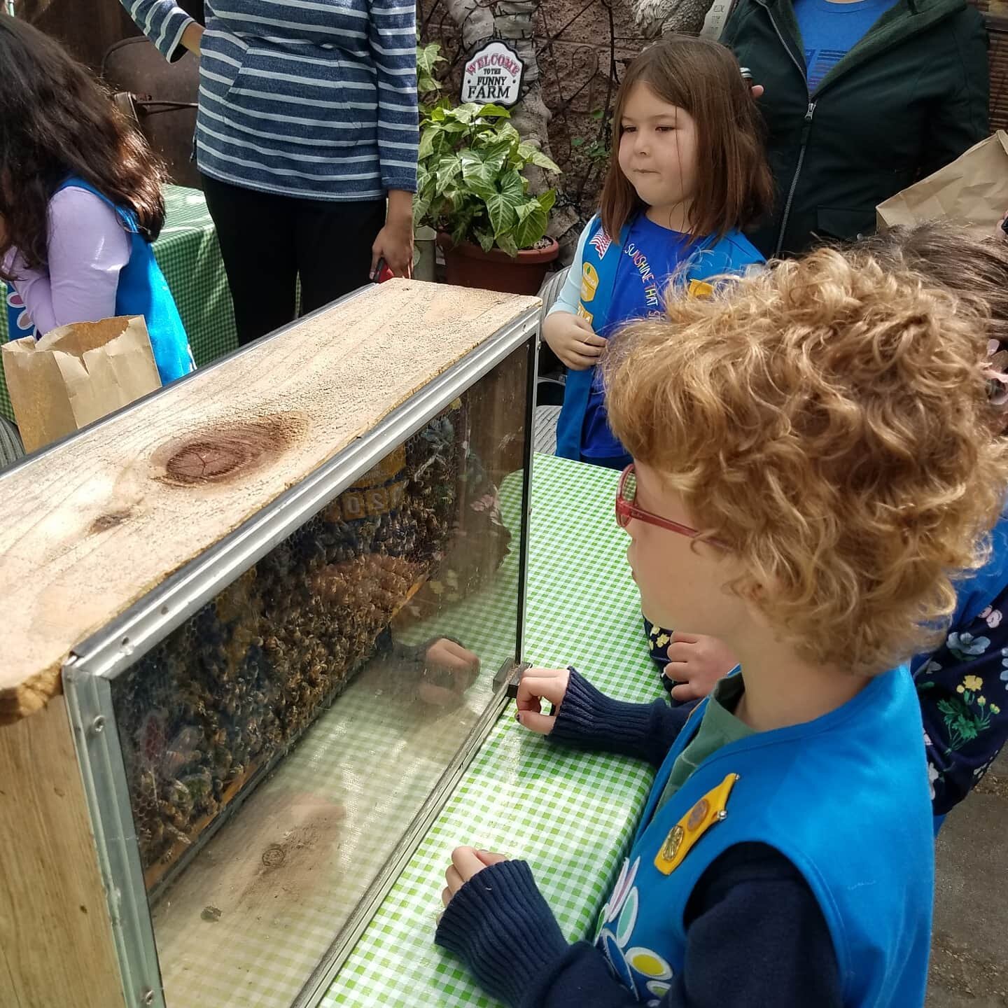Children observe bees in a glass display at a farm event, fostering interest in nature and entomology. The setting includes a green checkered tablecloth and participants in casual attire, highlighting a hands-on educational experience.