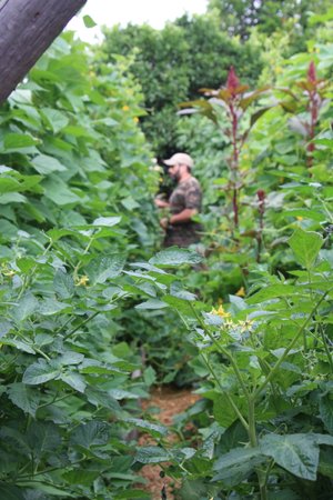 A person tending to a lush vegetable garden surrounded by tall green plants, with a path visible between the rows of foliage.