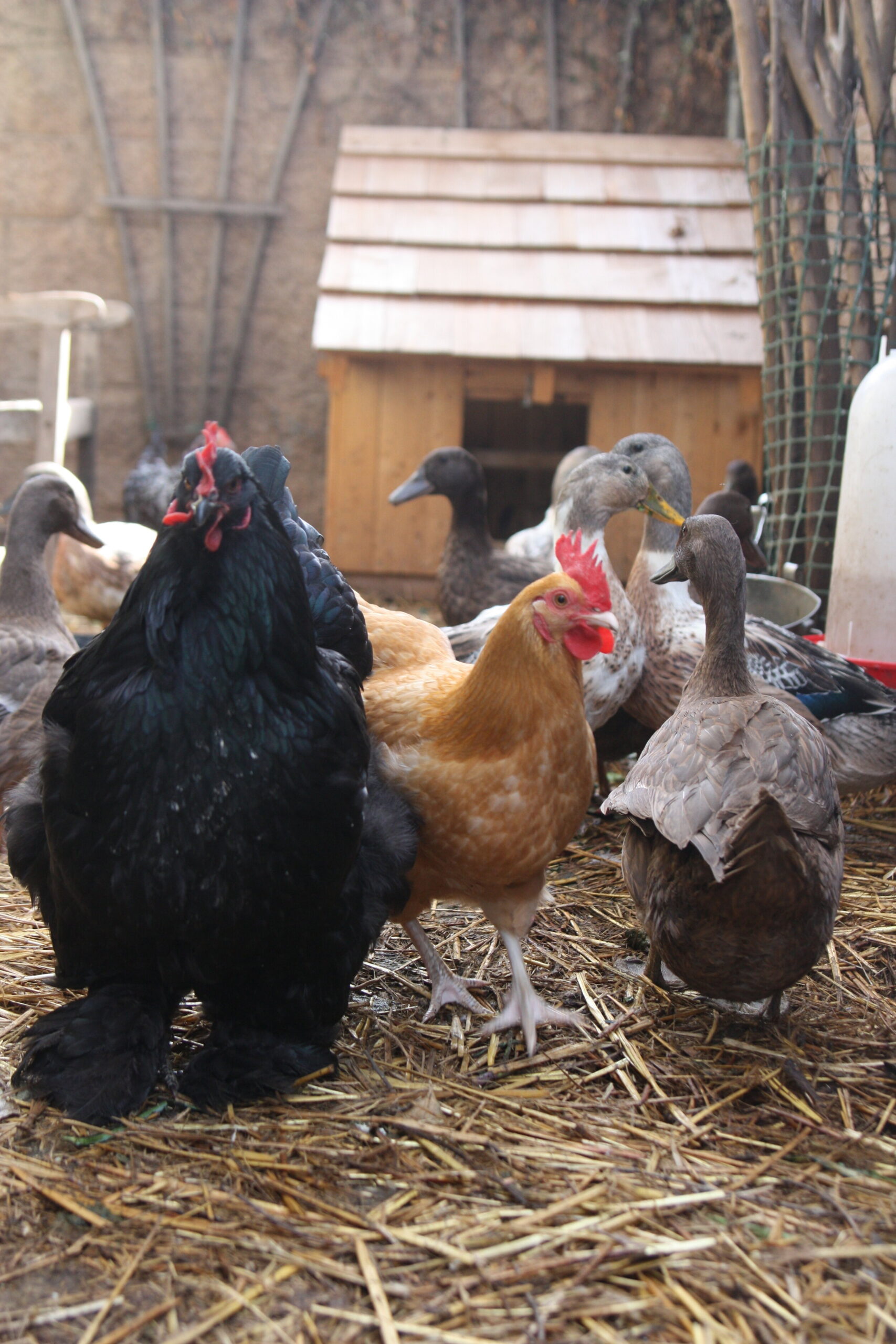 A diverse group of chickens and ducks in a barnyard setting, with a black chicken and a golden hen in the foreground, surrounded by various ducks and a wooden chicken coop in the background. The scene captures a vibrant and lively atmosphere of farm life.