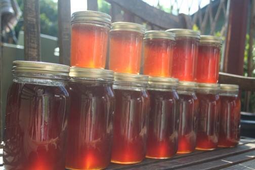 Dervaes+Institute+-+honey Rows of glass jars filled with amber-colored honey, arranged neatly on a wooden surface, showcasing their glossy texture and rich hue in natural sunlight.