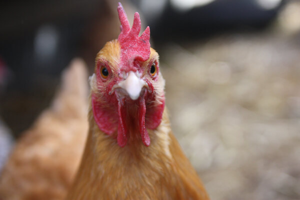 Close-up of a brown chicken with a vibrant red comb and wattles, showcasing its detailed facial features against a blurred background of straw and other chickens.