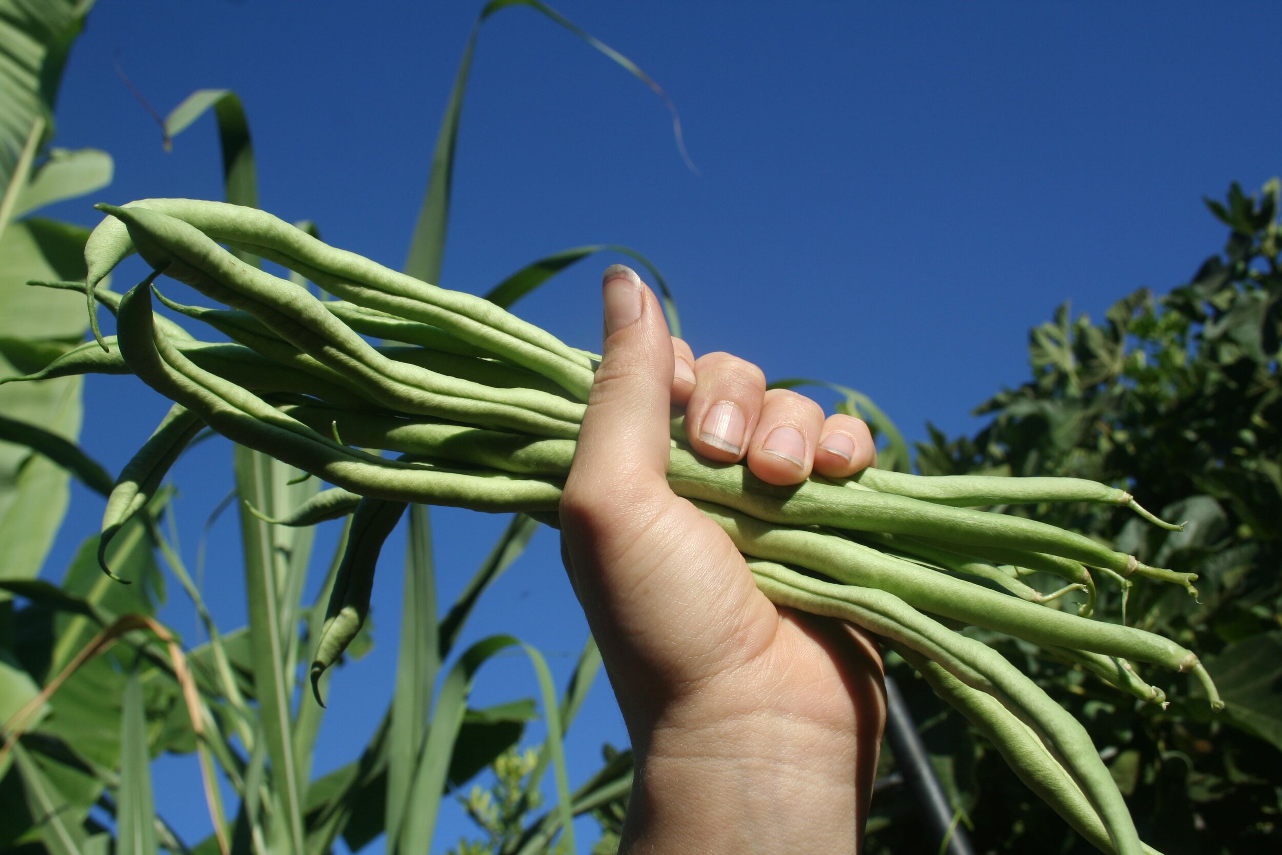 Dervaes+Institute+-+nUT7RuTa Hand holding freshly harvested green beans against a clear blue sky, surrounded by lush green foliage, showcasing the vibrant colors of homegrown vegetables.