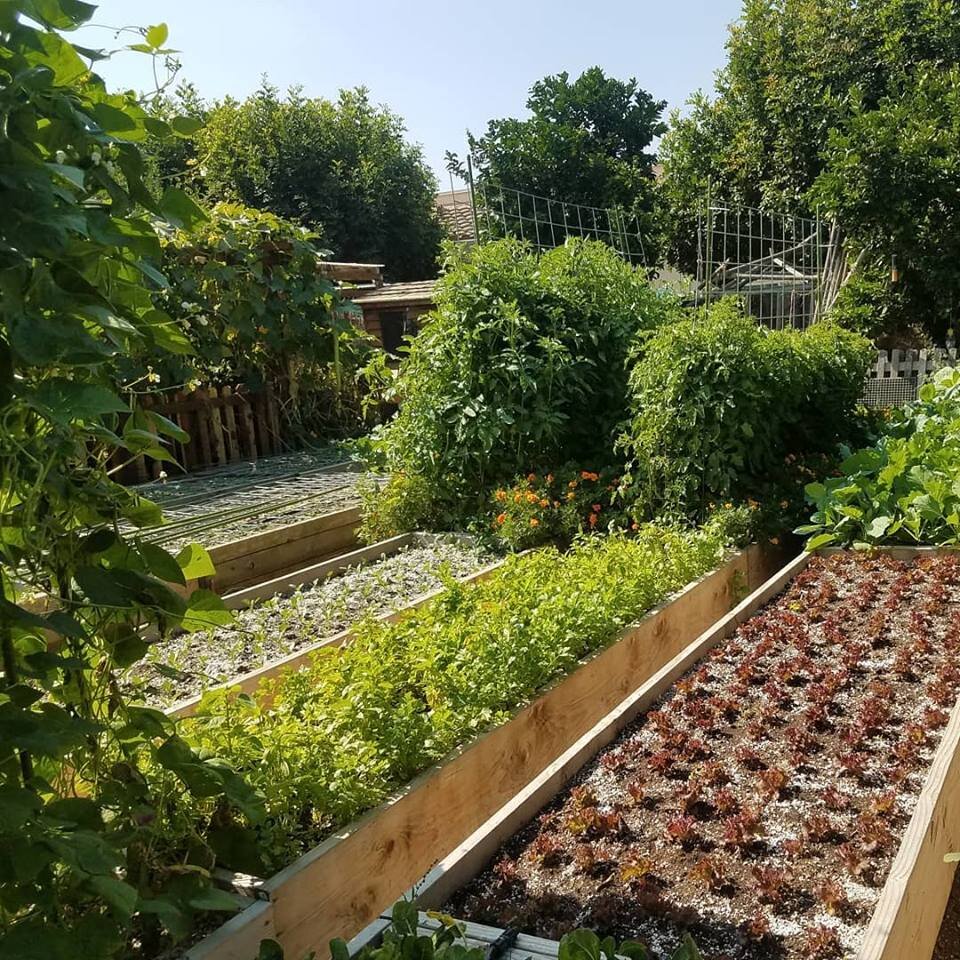 Lush community garden with raised wooden beds featuring a variety of herbs, vegetables, and flowering plants under a clear blue sky.